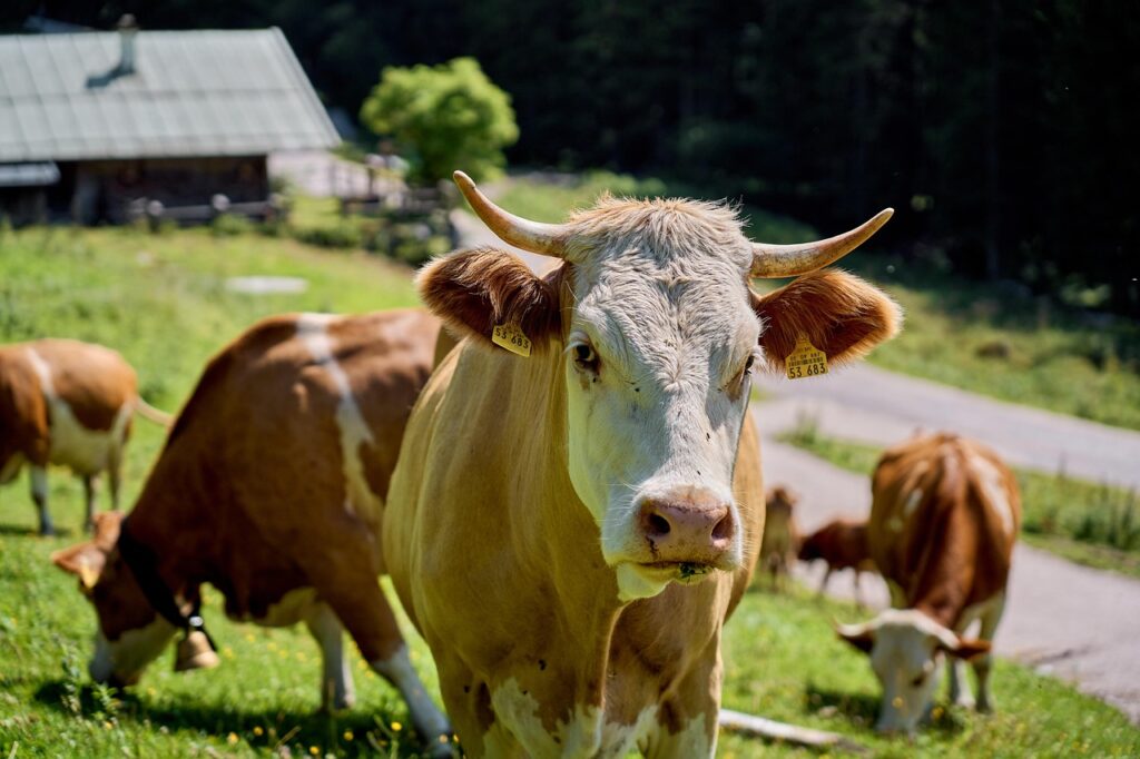 naknaknak animal 8175061 1280